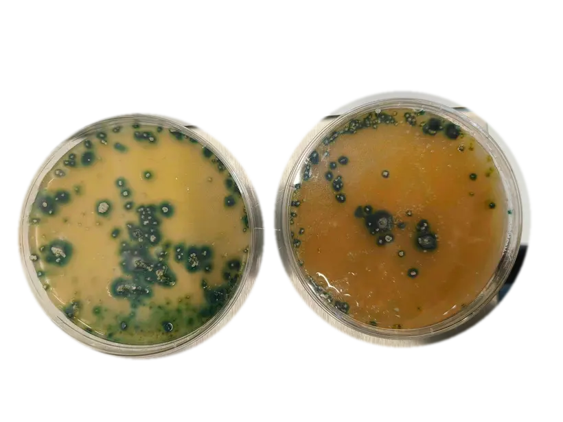 Microbial cultures growing in laboratory dishes